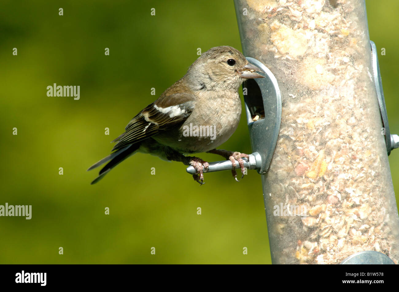 A female chaffinch Fringilla coelebs on a bird seed feeder in summer Stock Photo