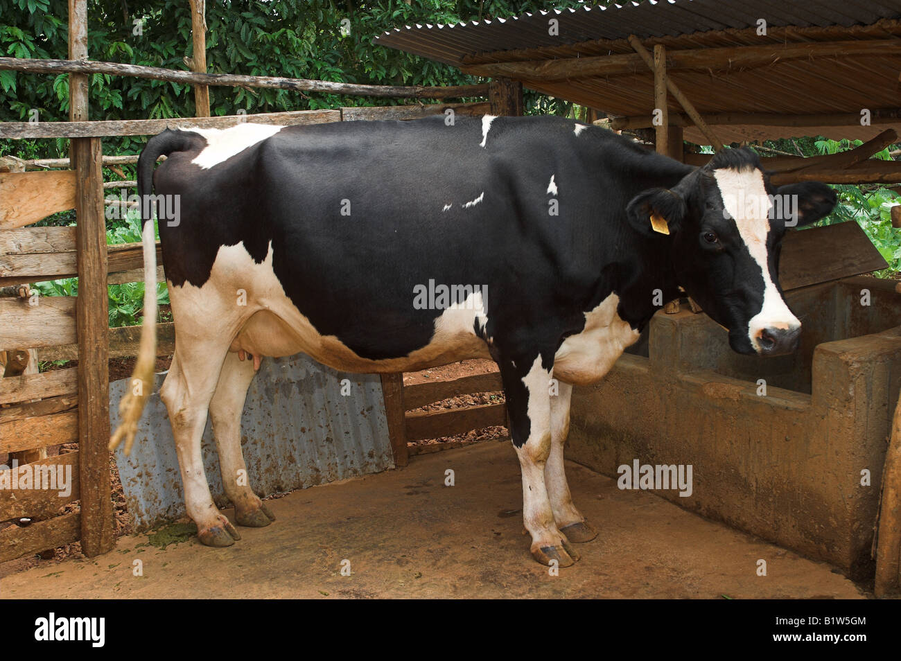 Dairy cow donated to a family by a charity in pen with feeding trough