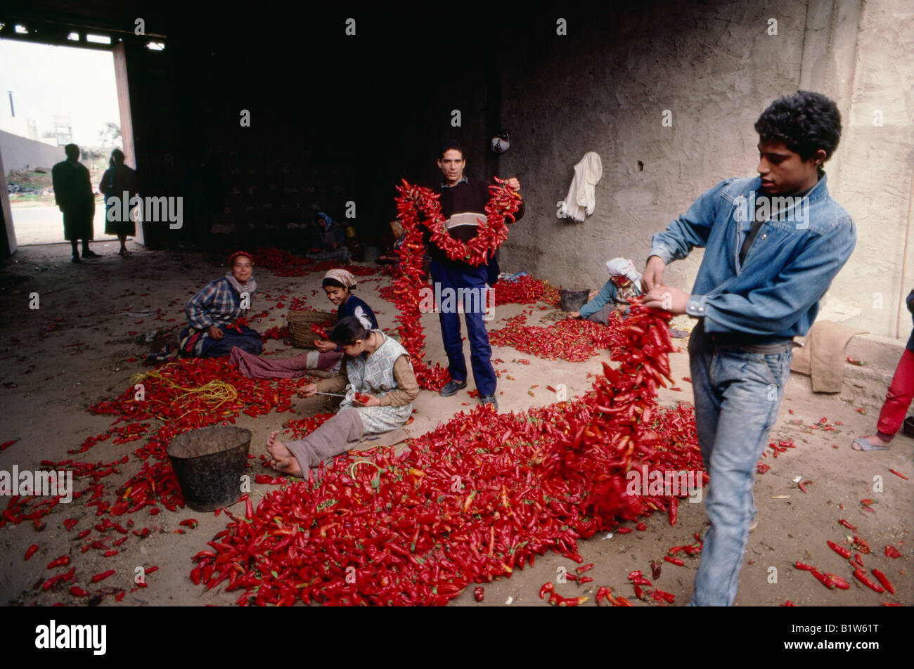 Stringing up chilli peppers prior to smoking them, Korba, Cap Bon, Tunisia Stock Photo