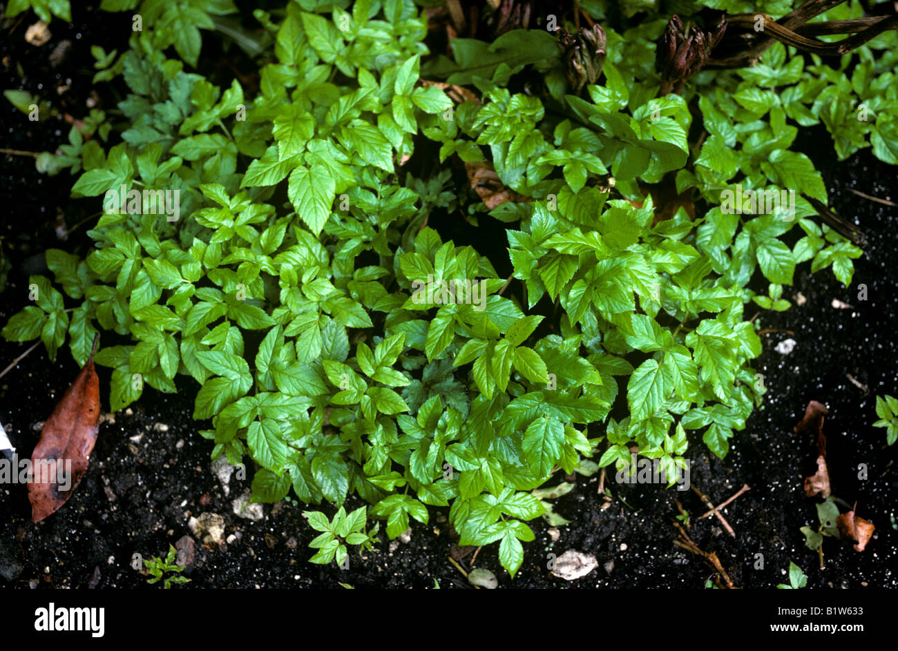 Ground elder Aegopodium podagraria invasive weed in a garden flowerbed Stock Photo
