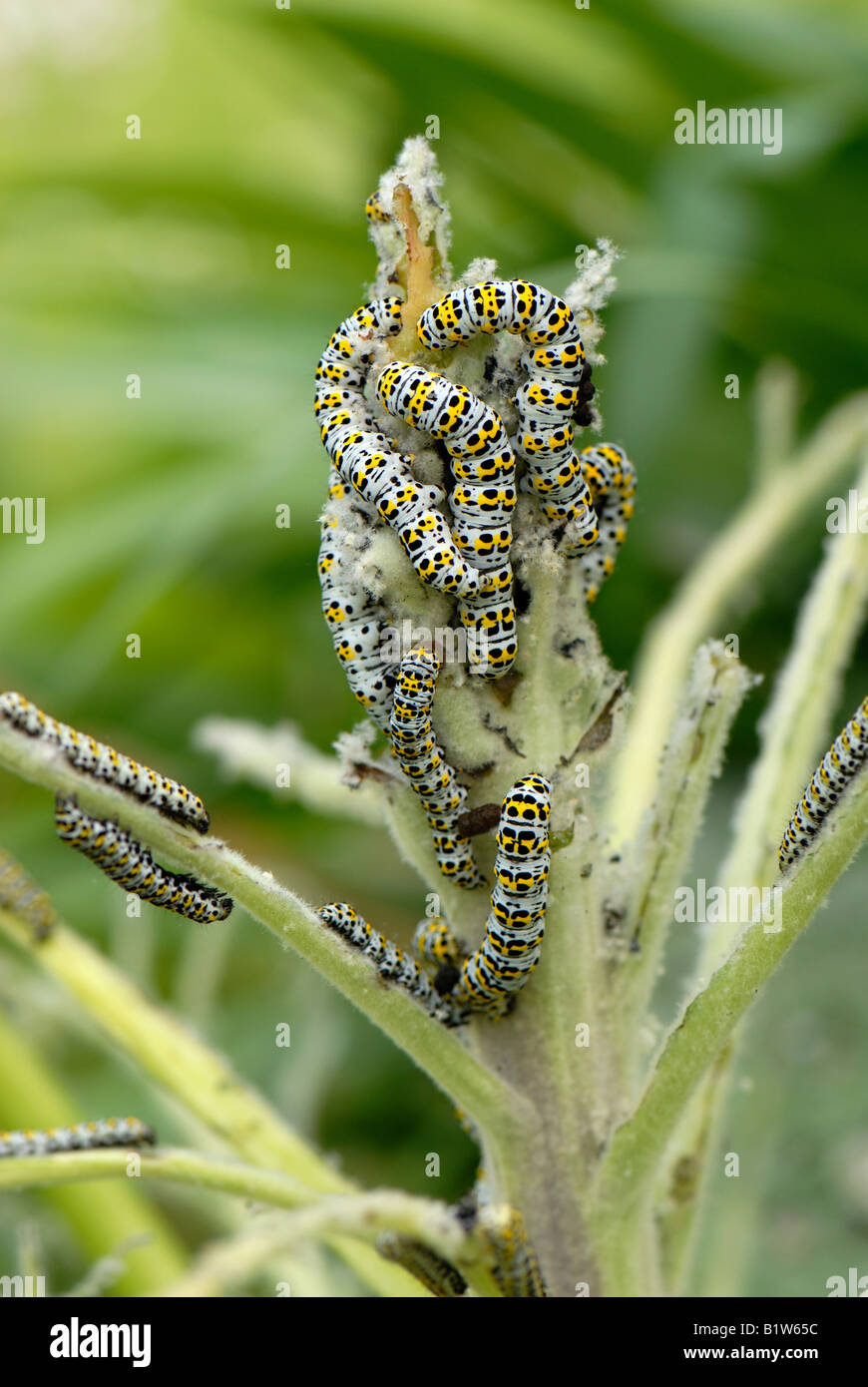 Mullein moth Cucullia verbasci caterpillars and damage to Verbascum thapsus Stock Photo