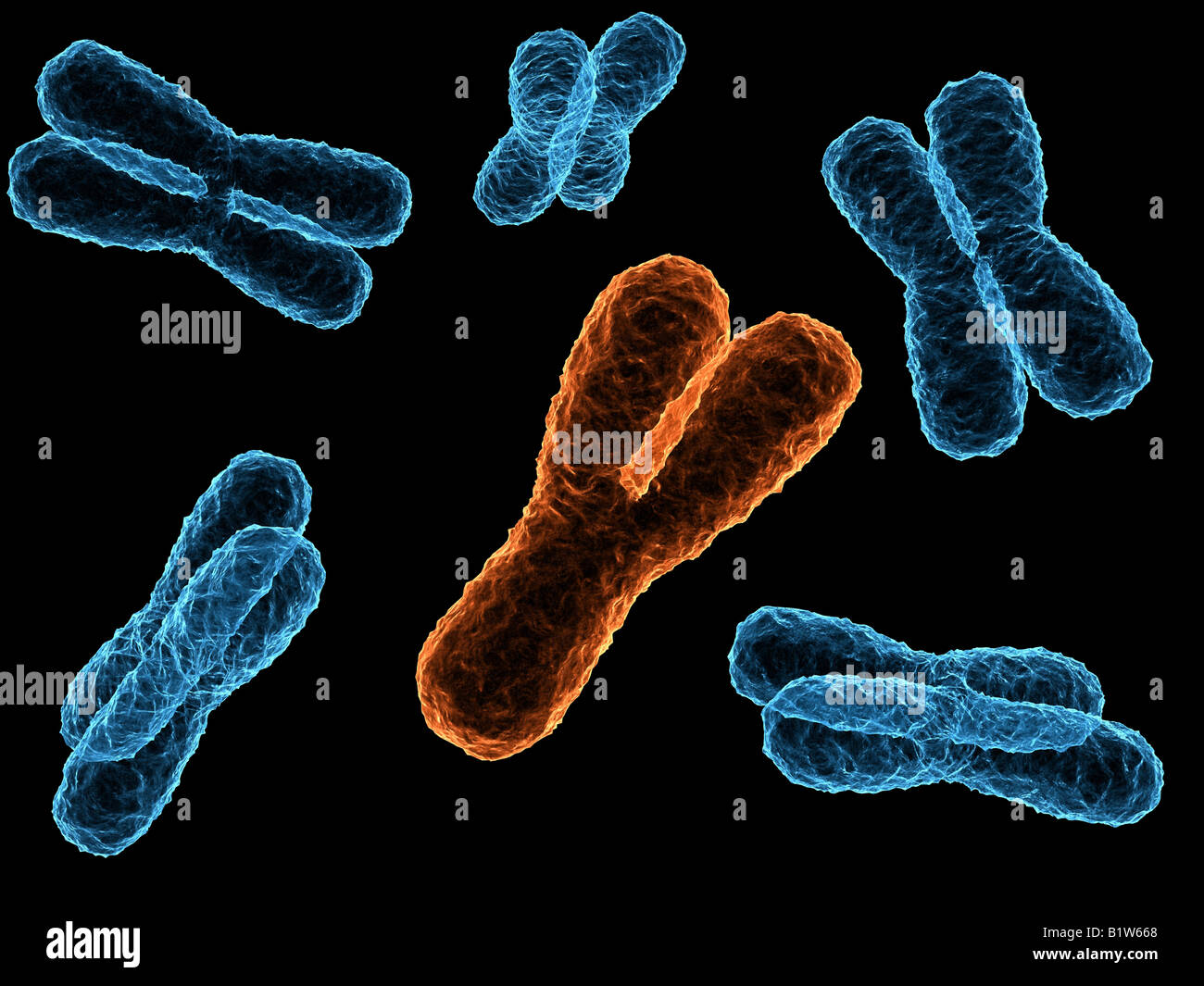 x - chromosomes Stock Photo