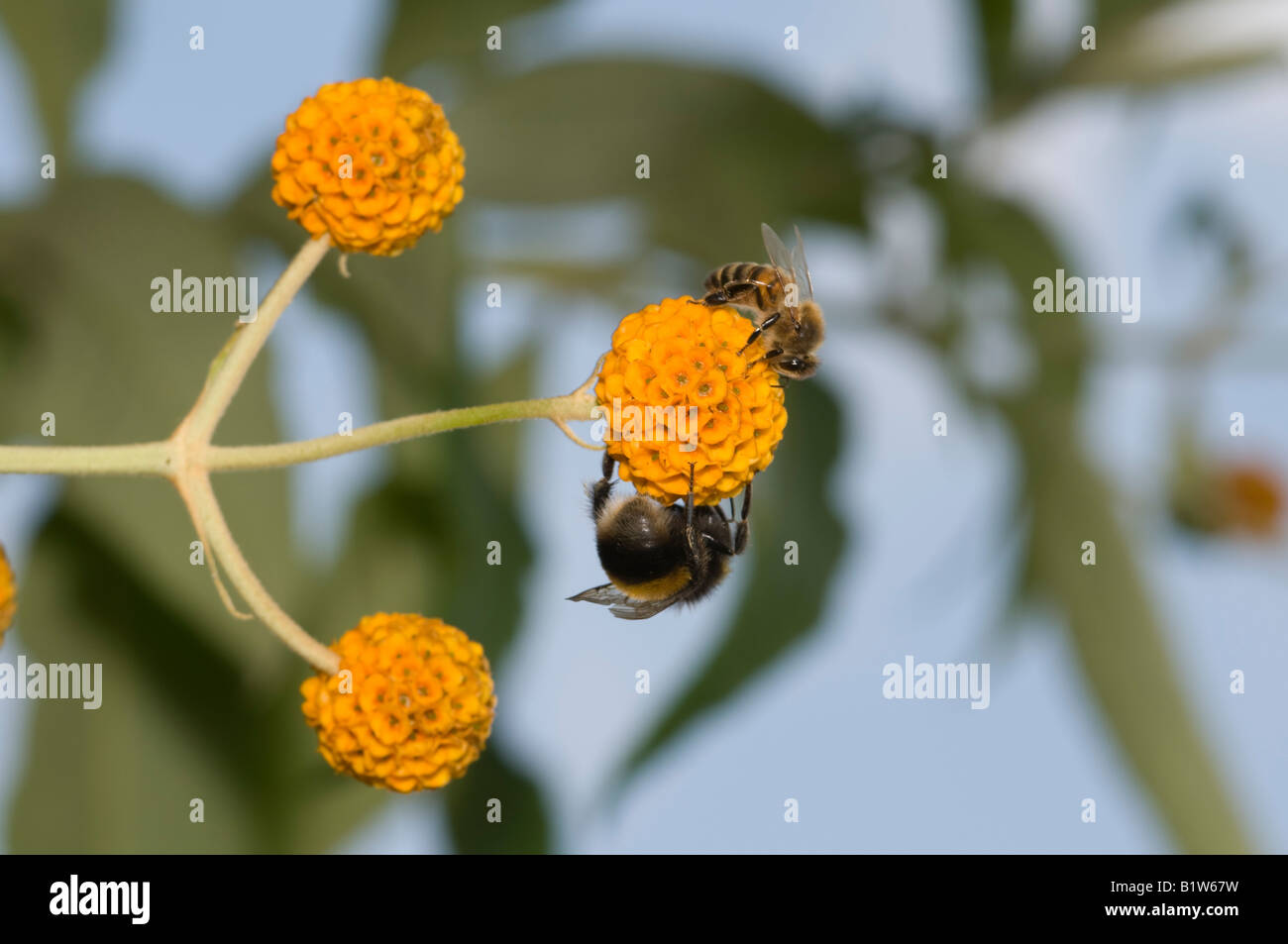 Yellow Buddleia Stock Photos Yellow Buddleia Stock Images Alamy