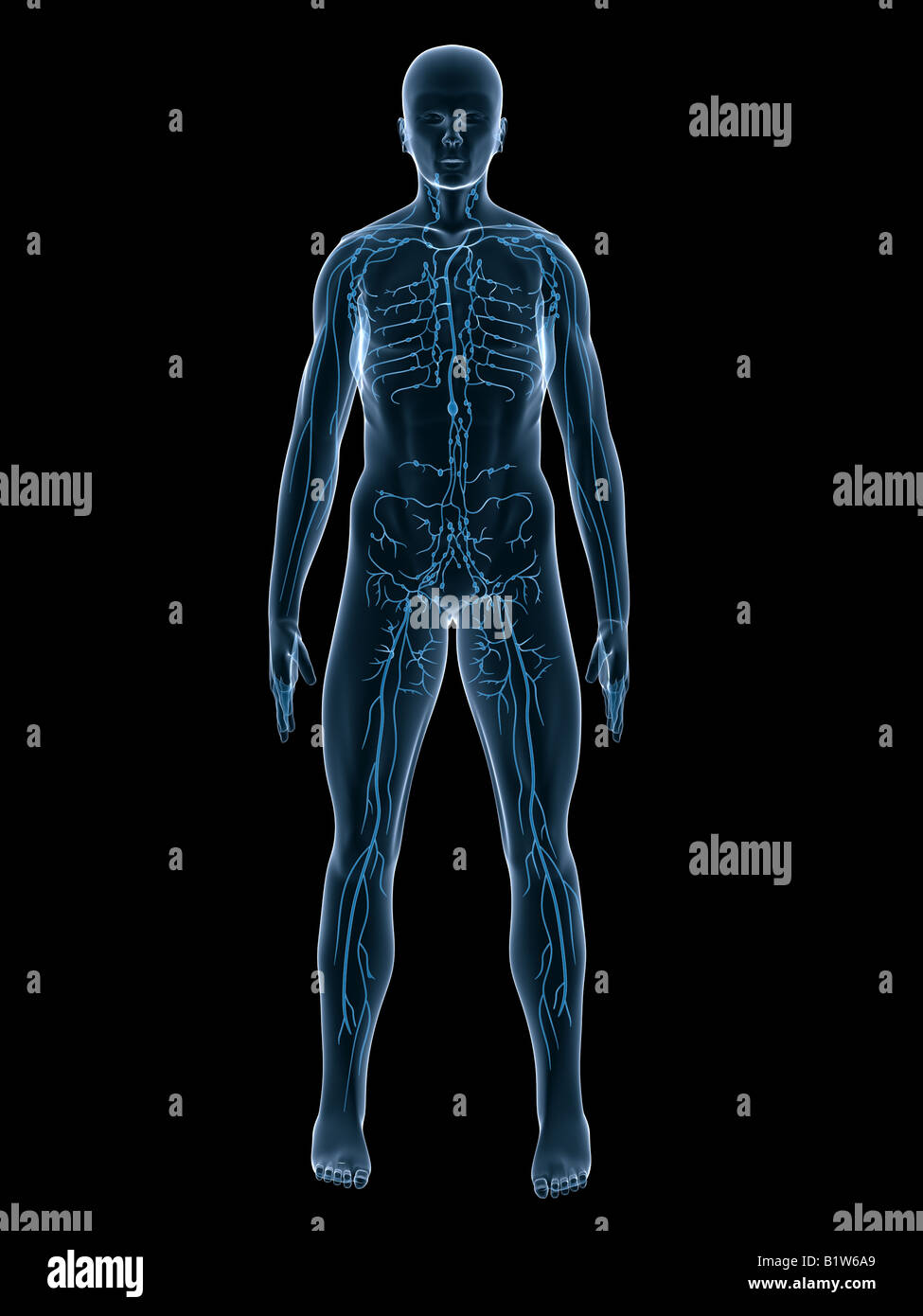 lymphatic system Stock Photo