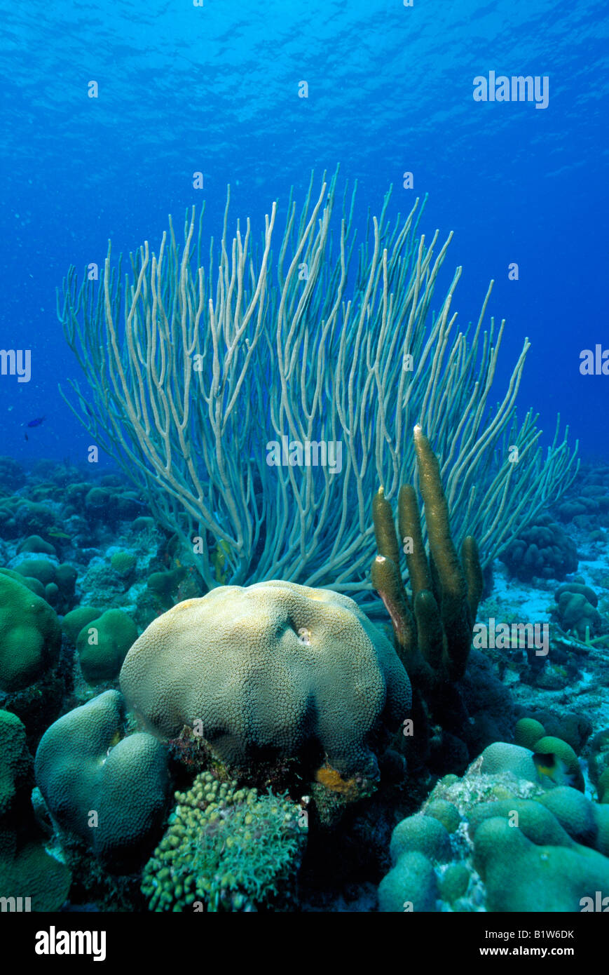 Corals in the Caribbean Sea Stock Photo