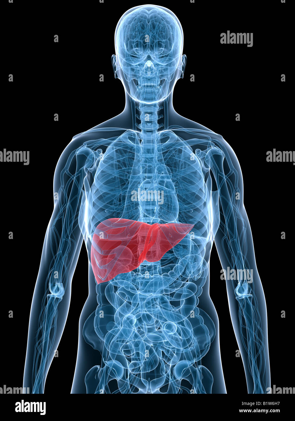 Human internal organs liver hi-res stock photography and images - Alamy