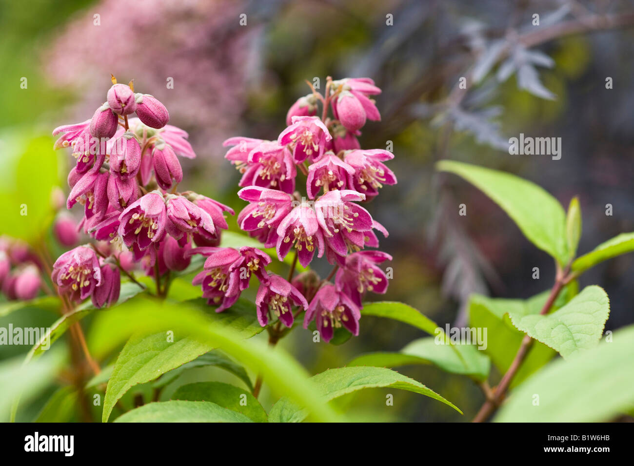 Deutzia hybrida 'Strawberry Fields' Stock Photo