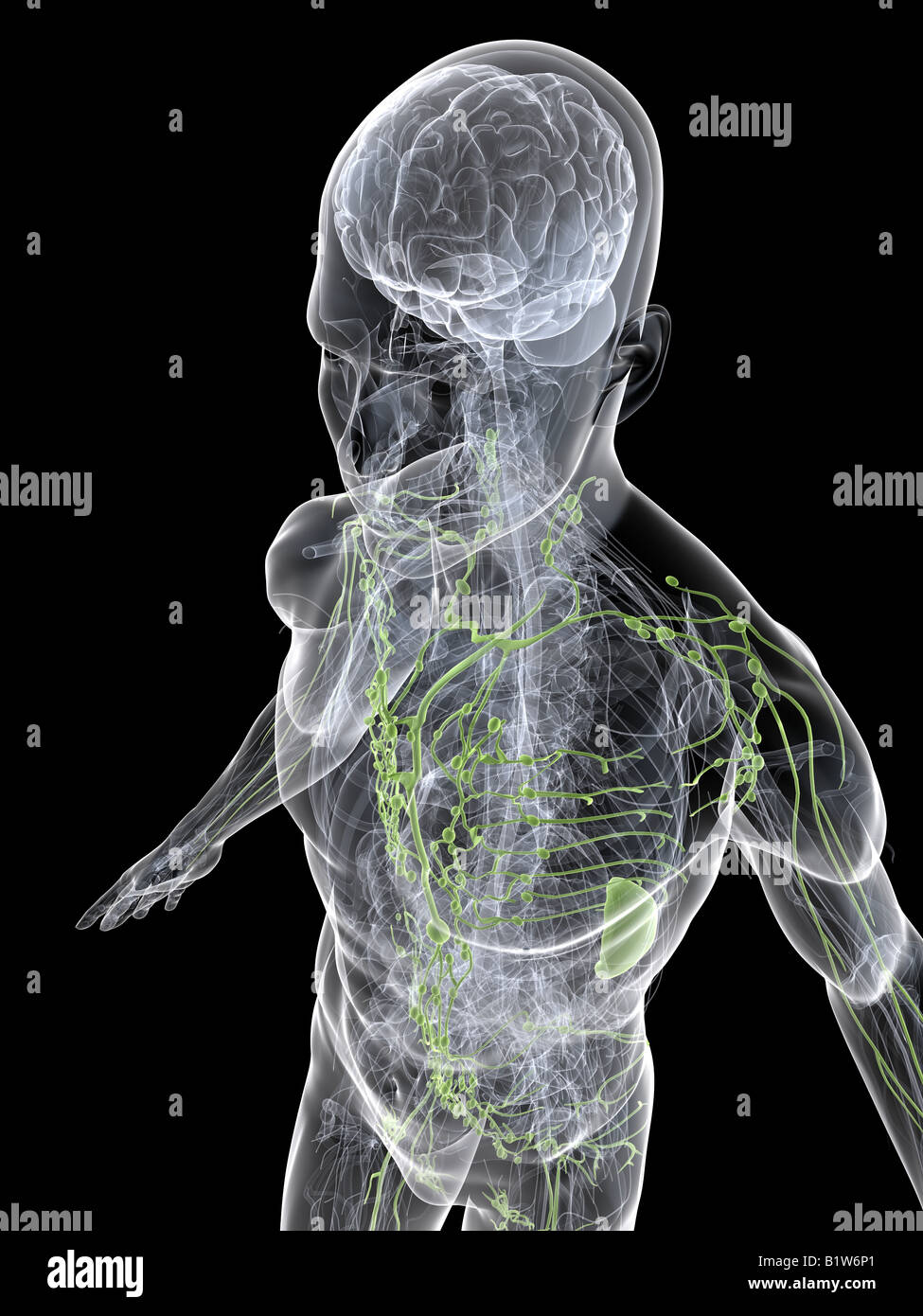 human lymphatic system Stock Photo