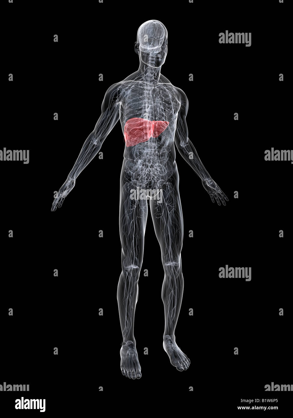 highlighted liver Stock Photo