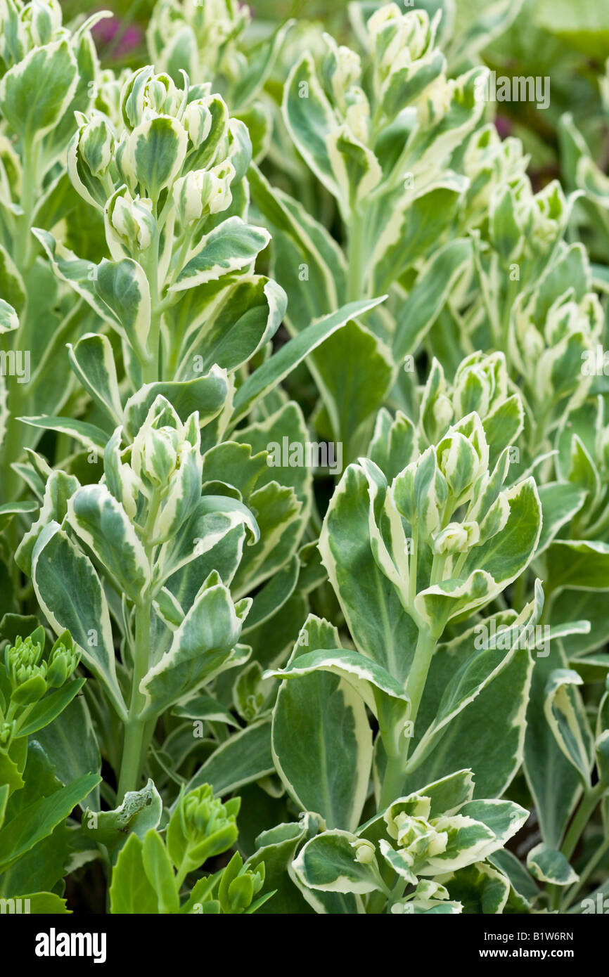 13+ Frosty Morn Sedum Plant