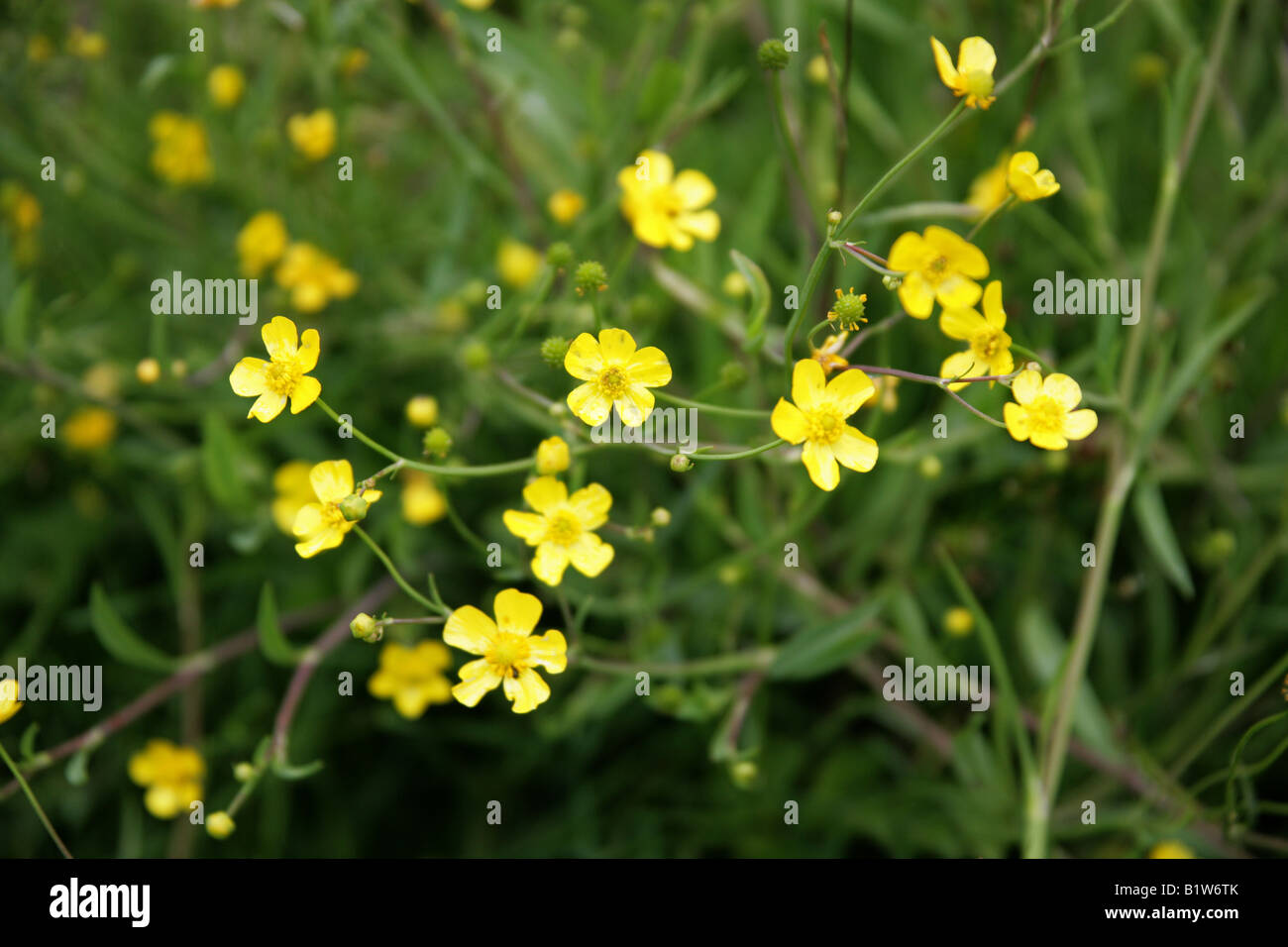 Lesser Spearwort, Ranunculus flammula, Ranunculaceae. British wild flower. Stock Photo