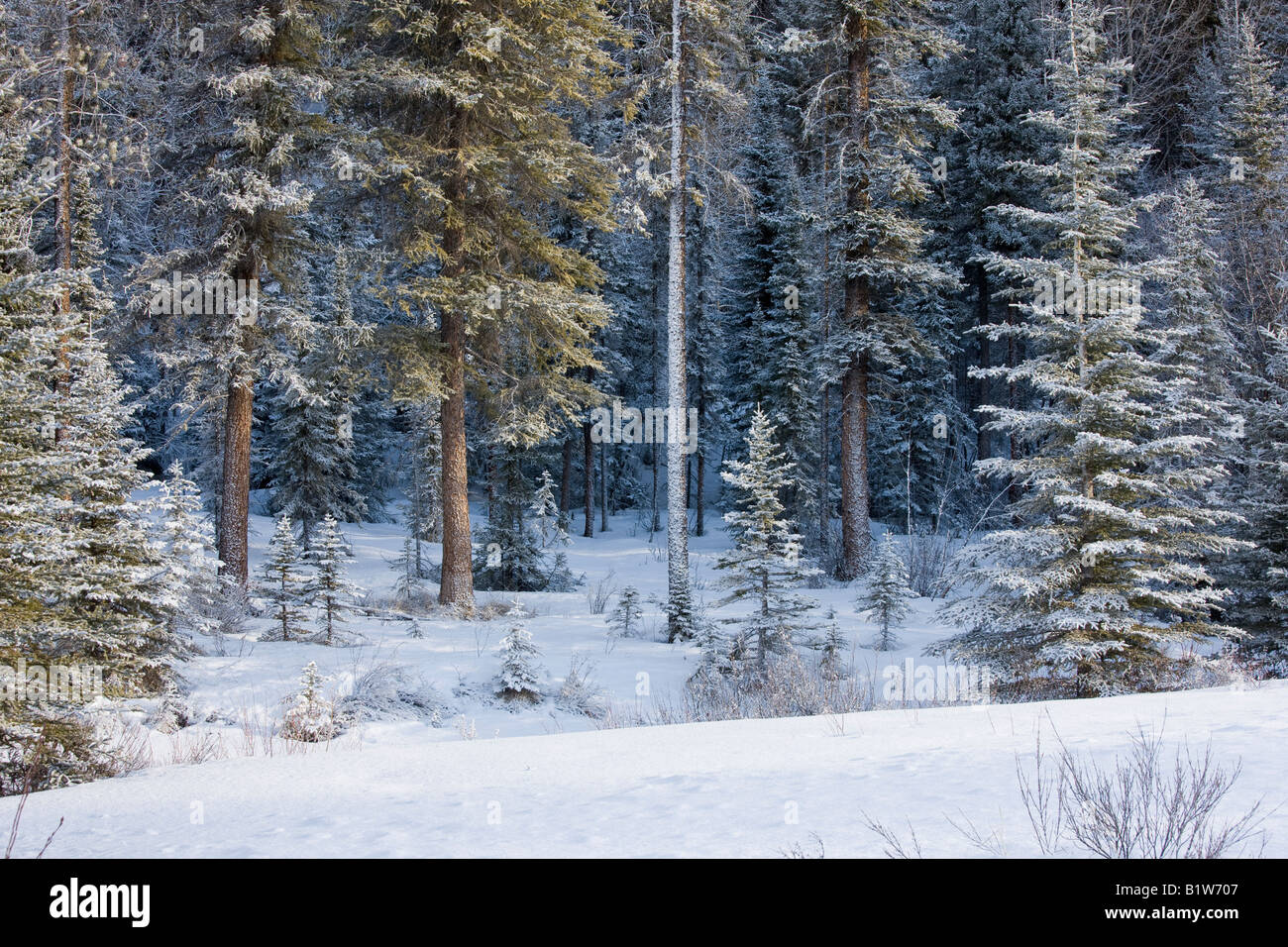 Canada Alberta Banff National Park snow covered pine trees Stock Photo