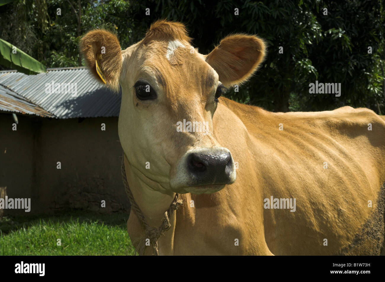 Close up of dairy cow facing camera Kenya Africa Stock Photo Alamy