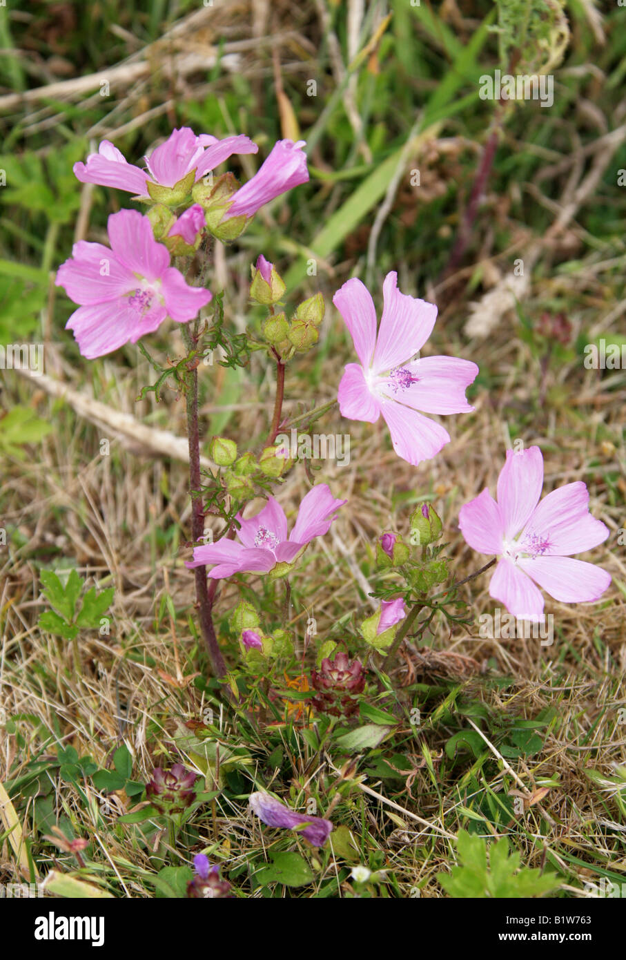 Musk Mallow, Malva moschata, Malvaceae. British wild flower. Stock Photo
