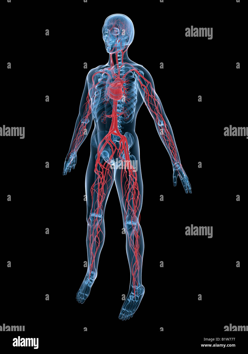 vascular system Stock Photo