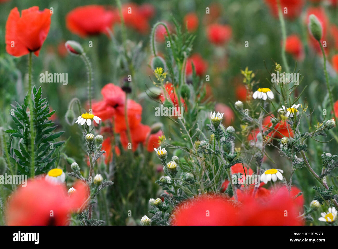 Poppies in field at spring Stock Photo - Alamy