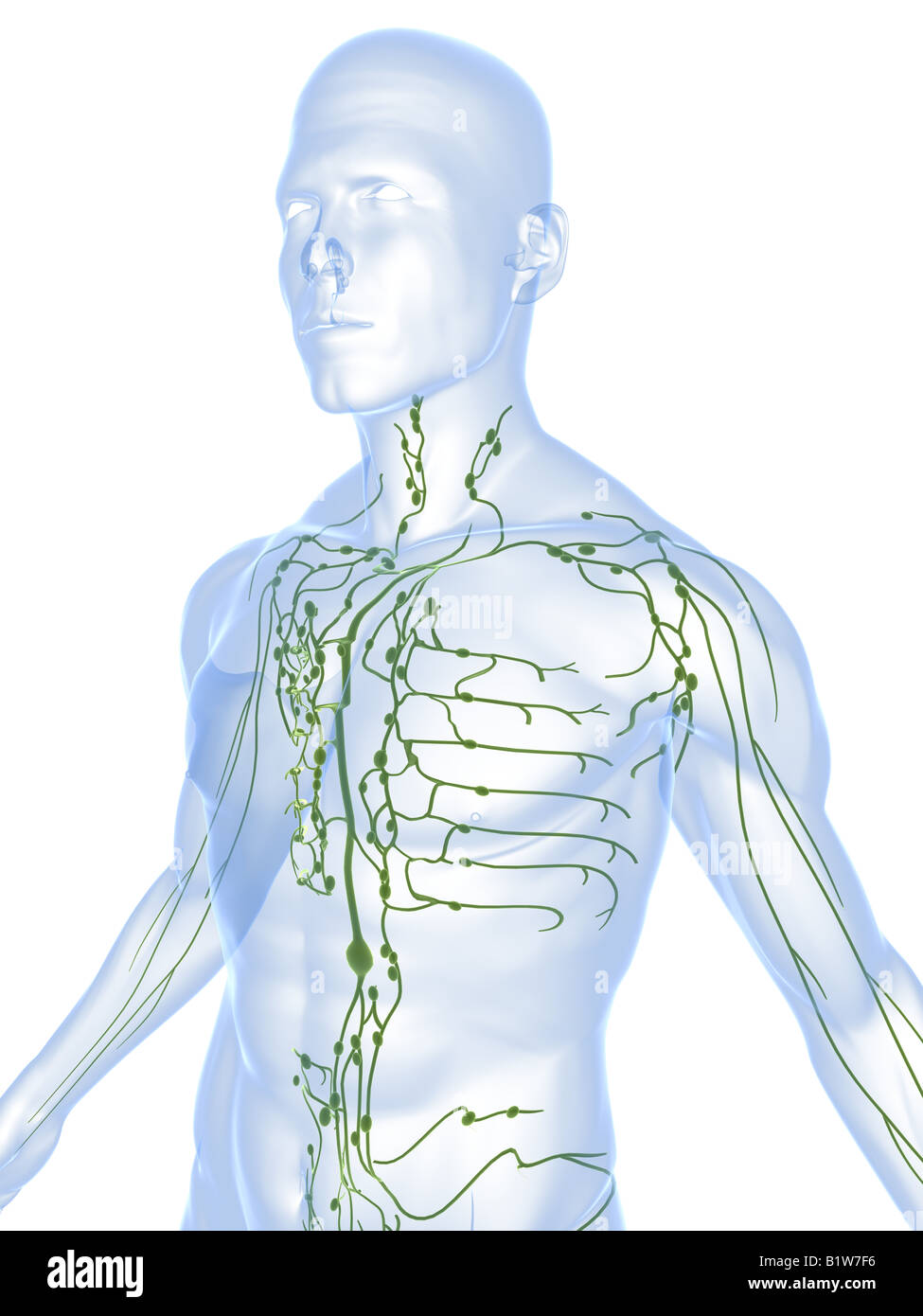 male lymphatic system Stock Photo