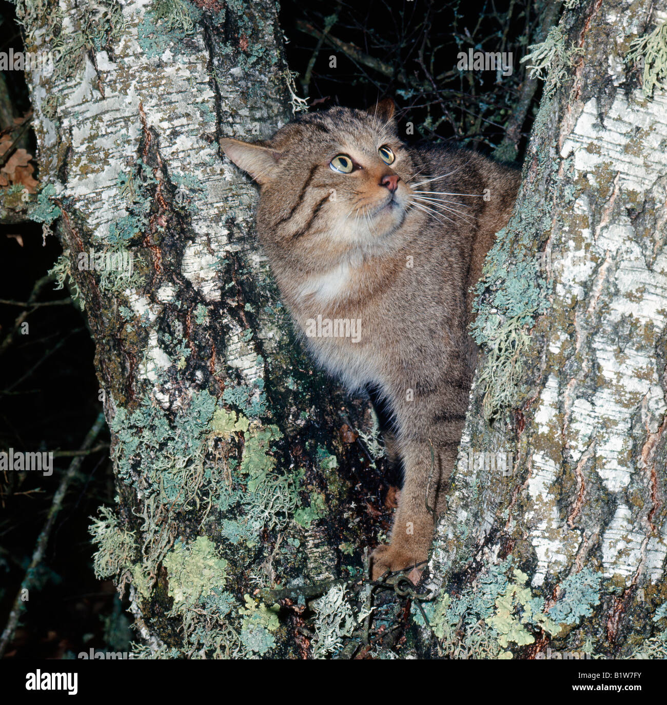 European Wildcat Felis Silvestris Adult In Pine Forest Carnivora Chat Sauvage D Europe Europa Europe Felidae Katzen Kleinkatzen Stock Photo Alamy