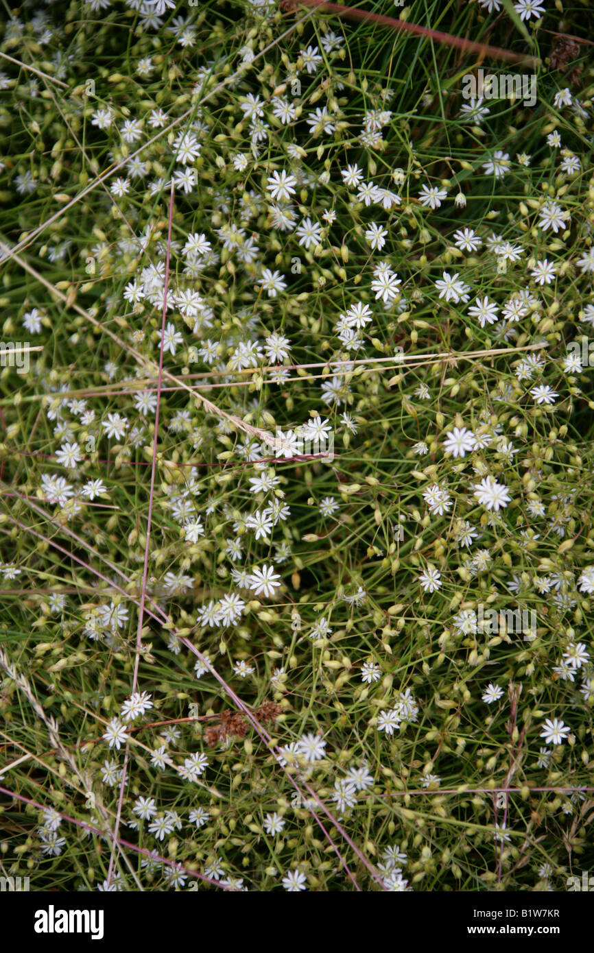 Marsh Stitchwort Stellaria palustris Caryophyllaceae Stock Photo