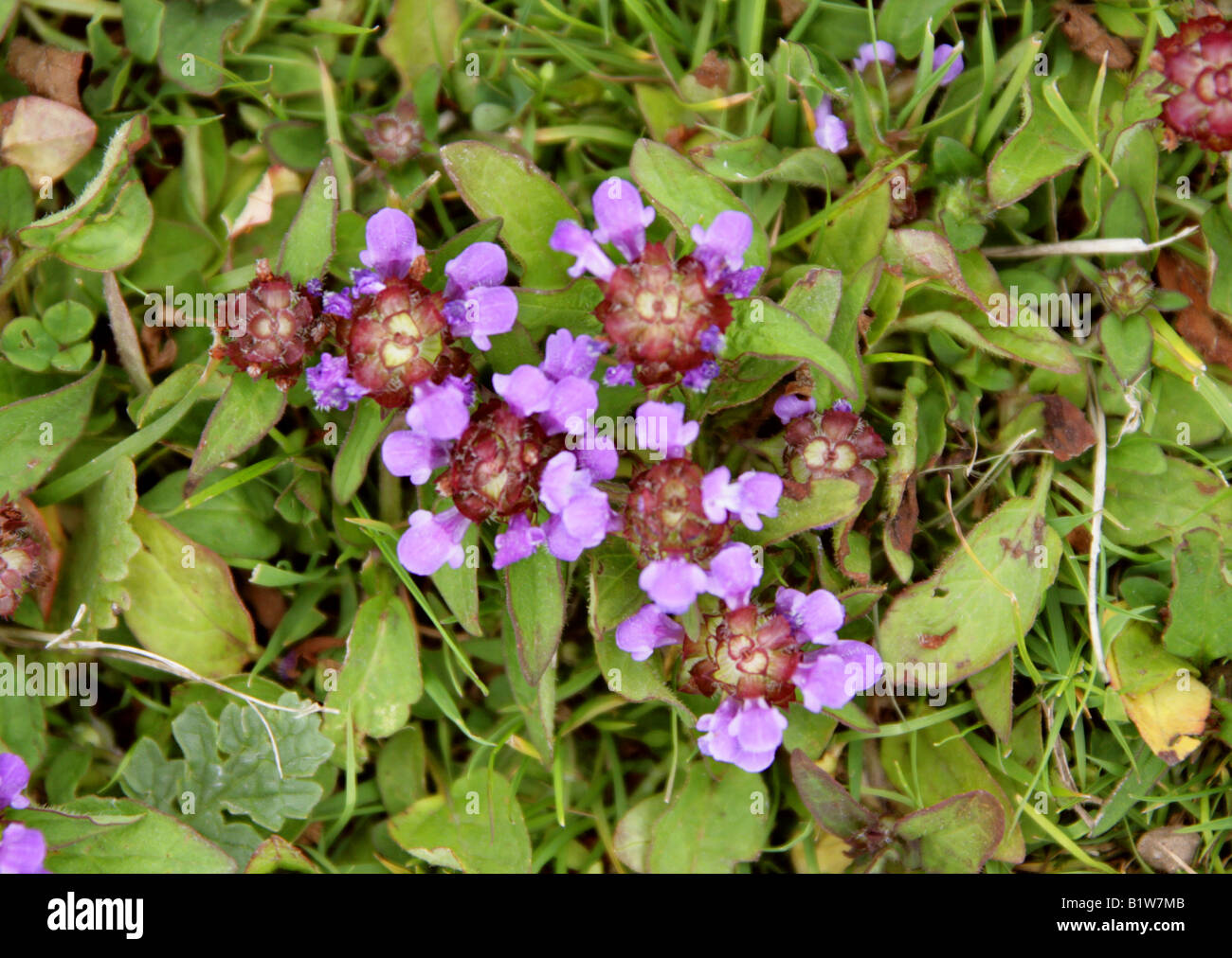 Self Heal, Prunella vulgaris, Labiatae. British wild flower Stock Photo