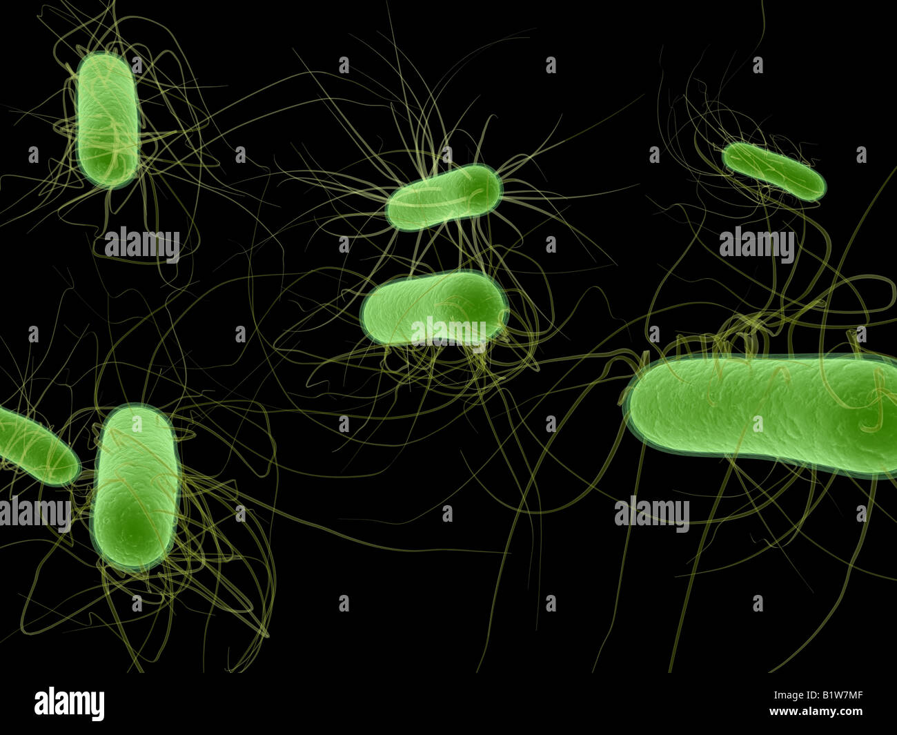 e.coli bacterium Stock Photo