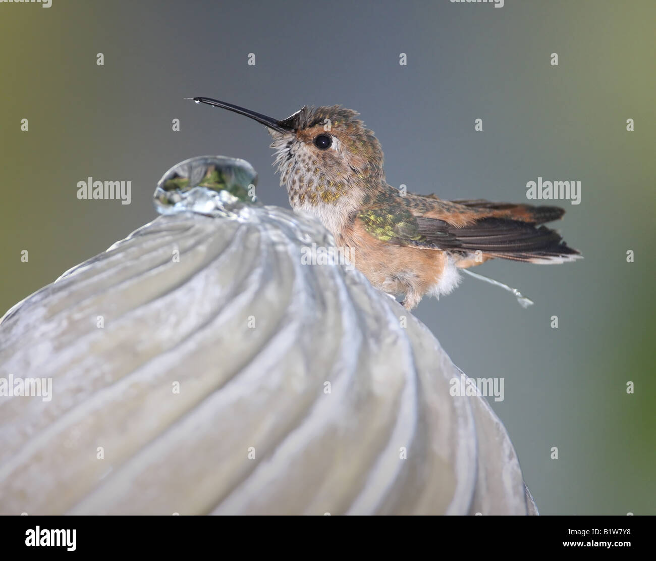 Washing bathing hummingbirds humming bird birds hires stock