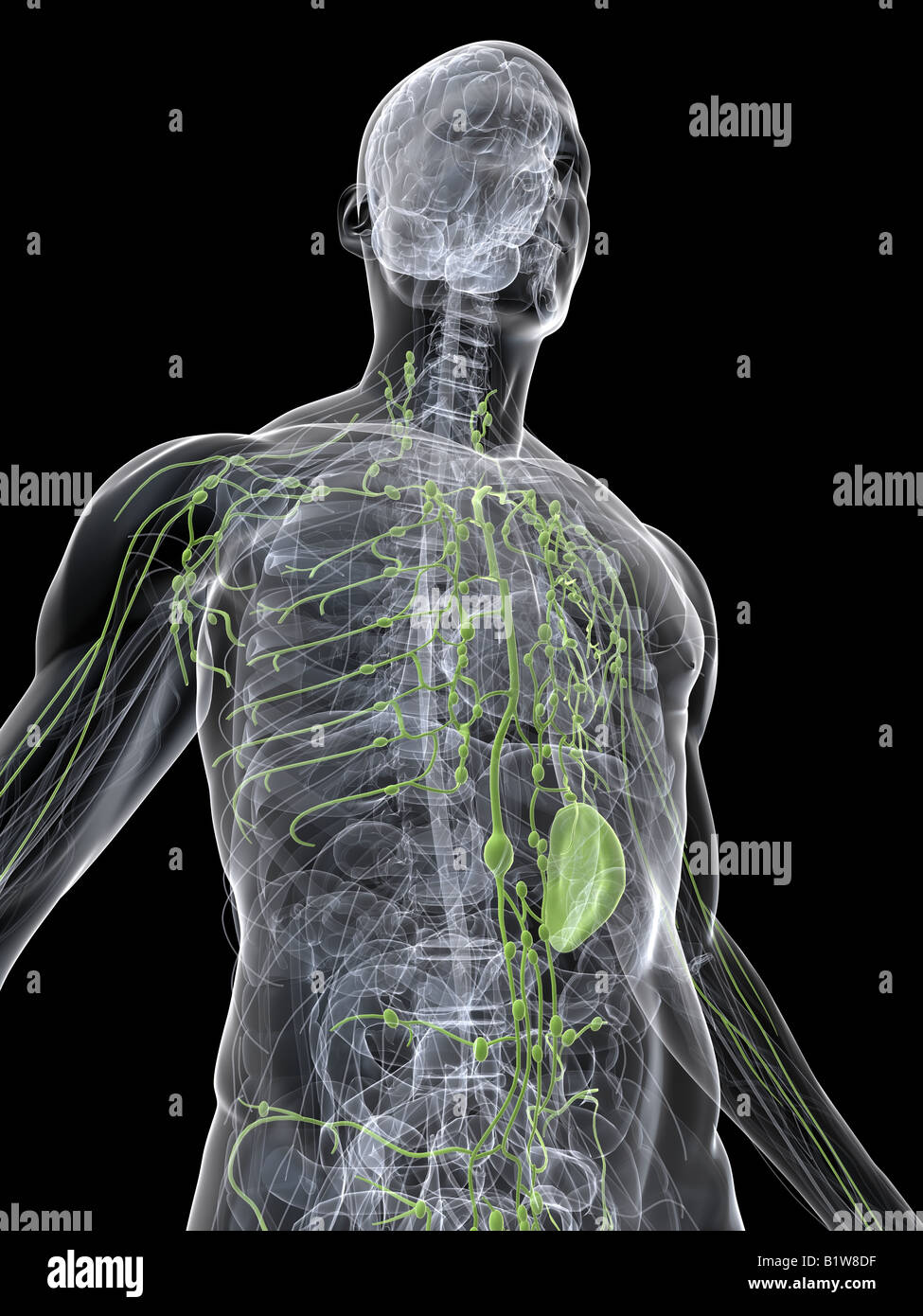 human lymphatic system Stock Photo