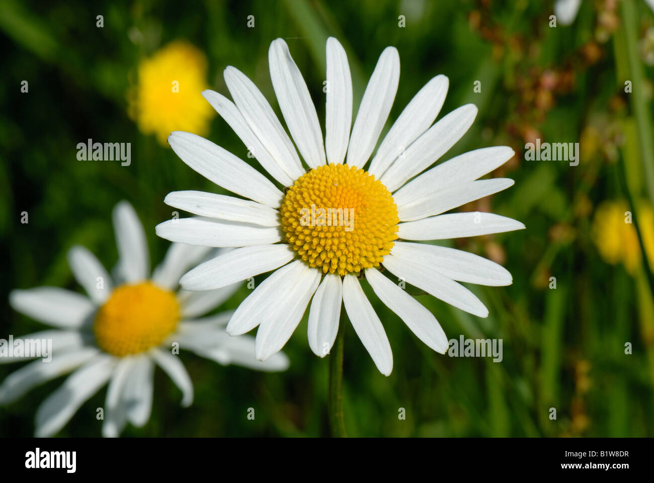 Flower of an ox eye daisy Chrysanthemum leucanthemum in grassland Stock Photo