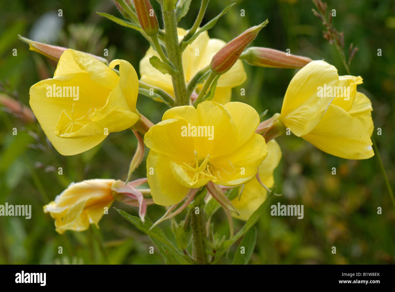 Evening primrose Oenothera erythrosepala flowering plants on a Devon