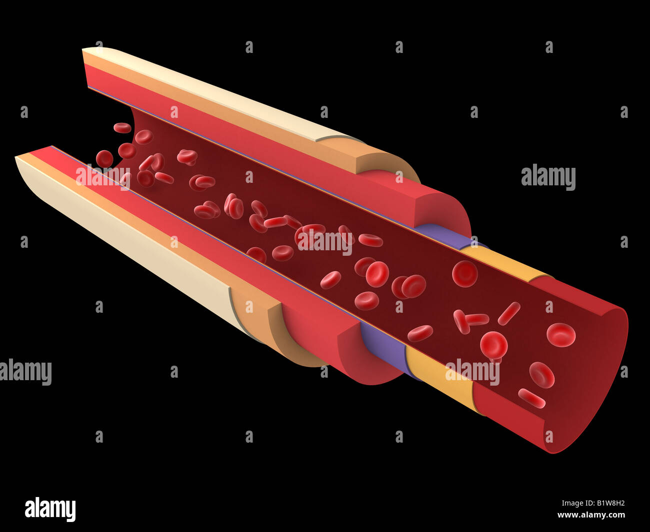 Artery and vein cross section hi-res stock photography and images - Alamy