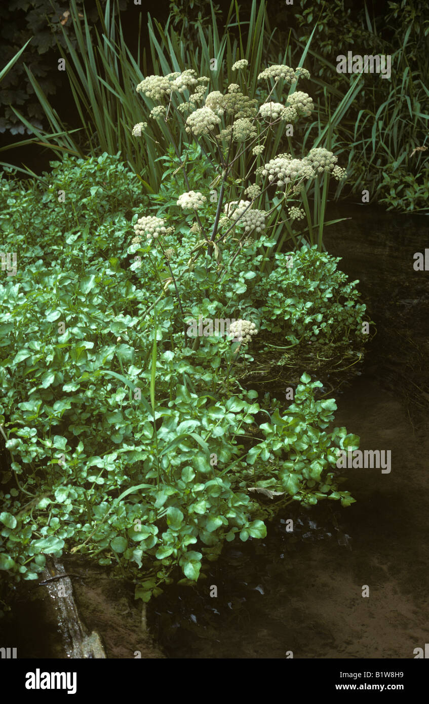 Lesser water parsnip Berula erecta in a stream close to watercress plants Stock Photo