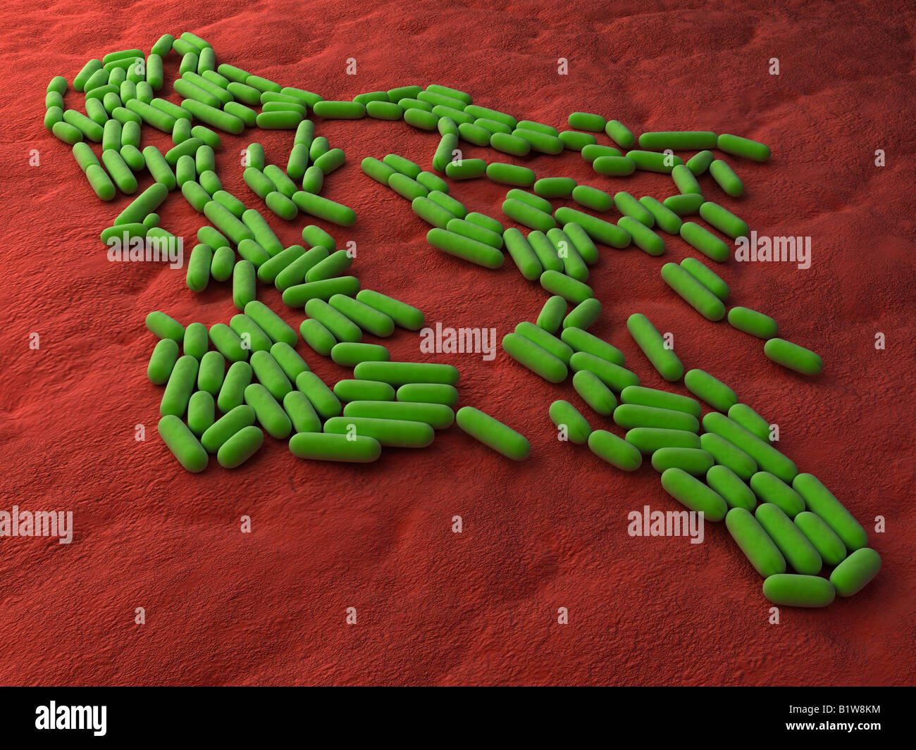 Bacillus subtilis bacteria hi res stock photography and images alamy