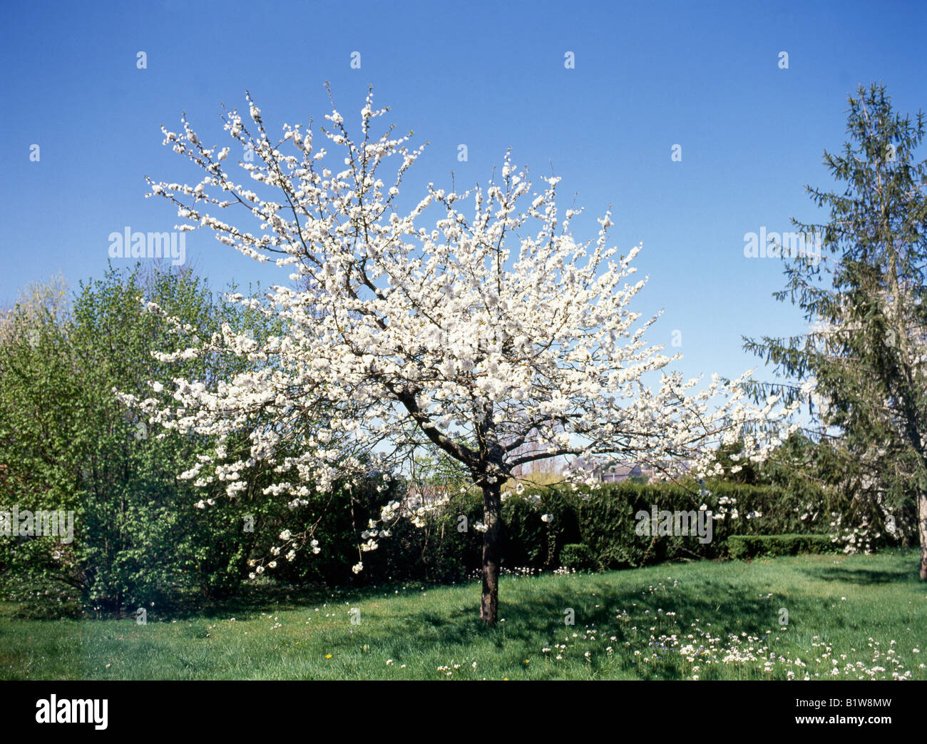 cerisier Kirschbaum Suesskirsche Sweet Cherry Prunus avium flowering trees Baeume Baum blossoms Blueten Cerise Cerisier deciduou Stock Photo
