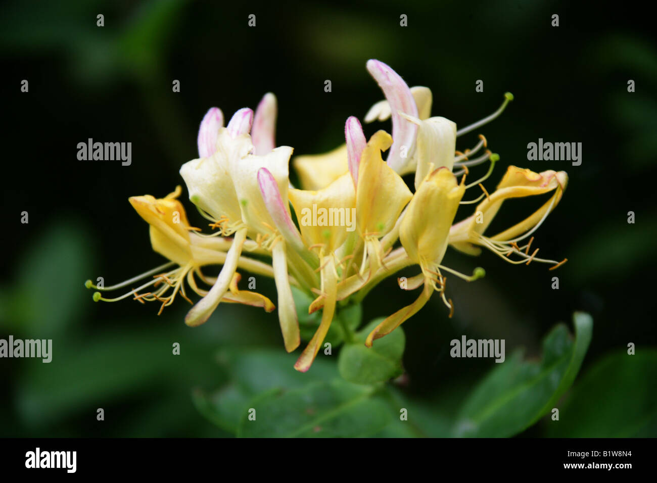 Honeysuckle Lonicera periclymenum Caprifoliaceae British wild flower Stock Photo