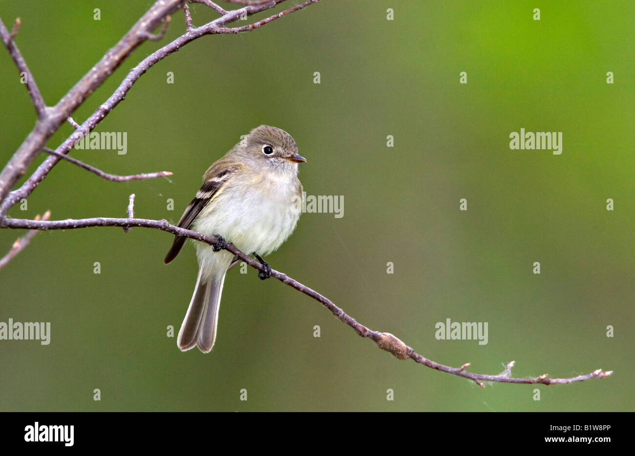 Least flycatcher empidonax minimus hires stock photography and images