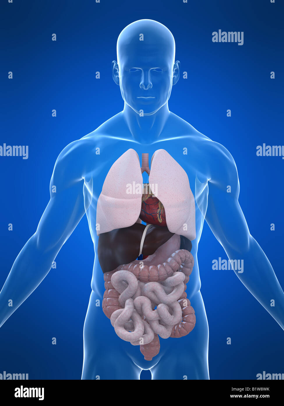 human organs Stock Photo