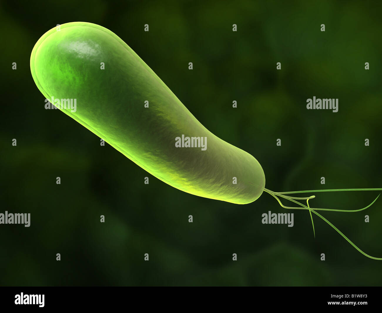 Helical bacteria hires stock photography and images Alamy