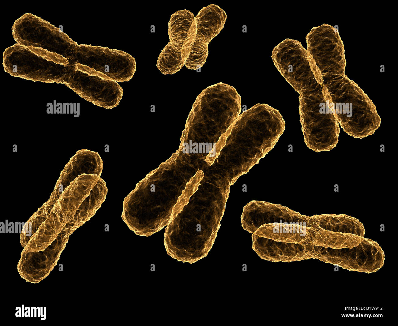 x-chromosomes Stock Photo
