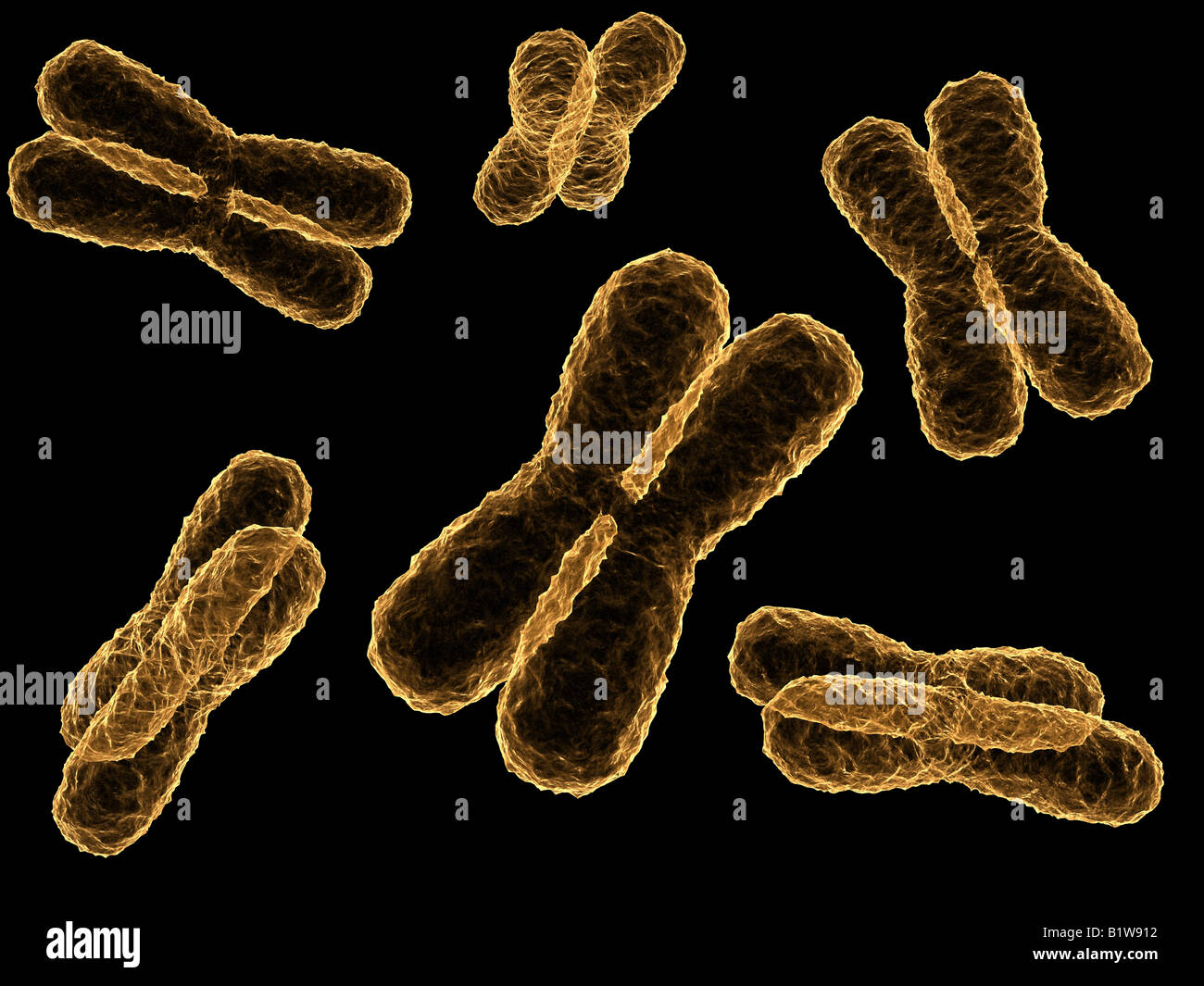Human x chromosomes hi-res stock photography and images - Alamy