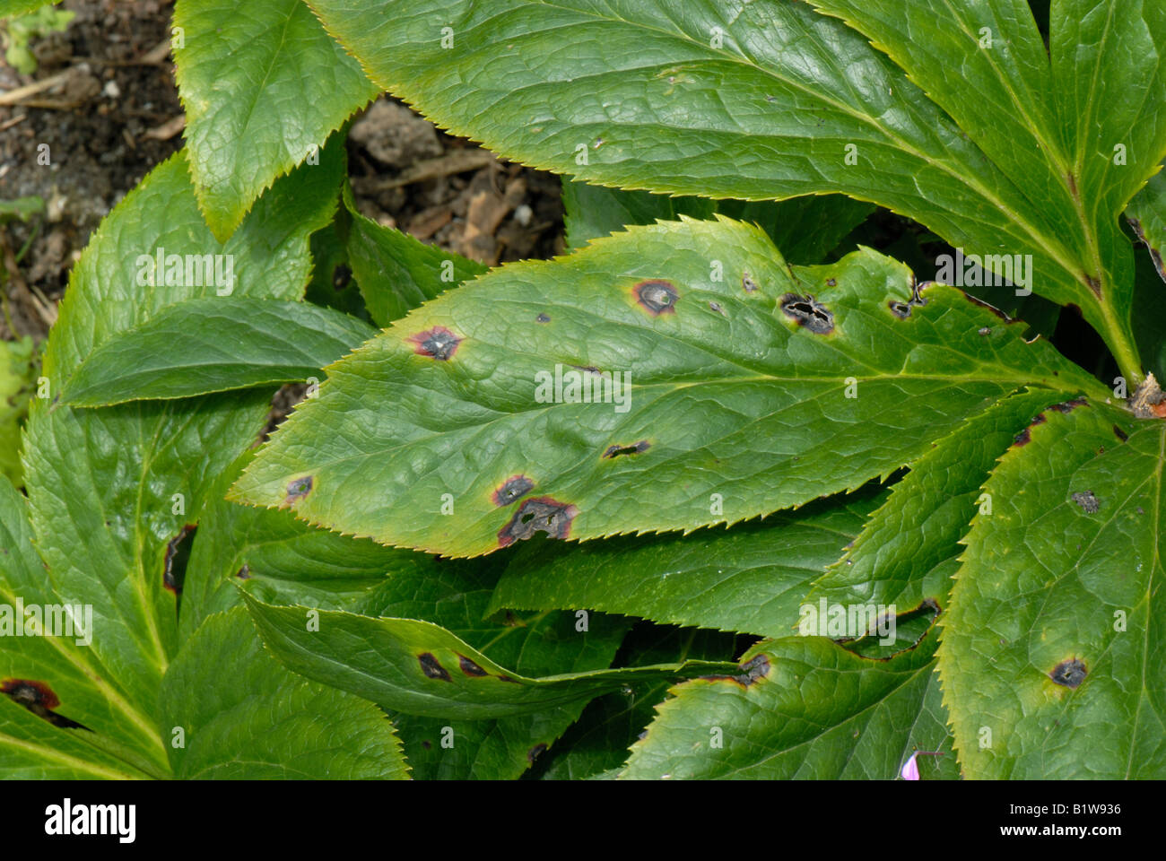 Early lesions of hellebore leaf spot (Microsphaeropsis hellebori on the leaves of Helleborus Stock Photo
