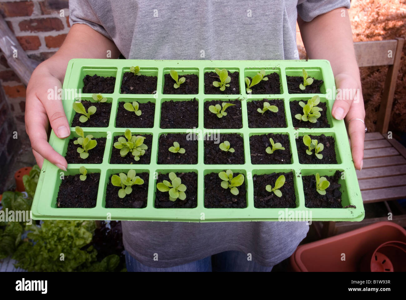 tray of lettuce seedlings held by a young woman wearing a grey t-shirt Stock Photo