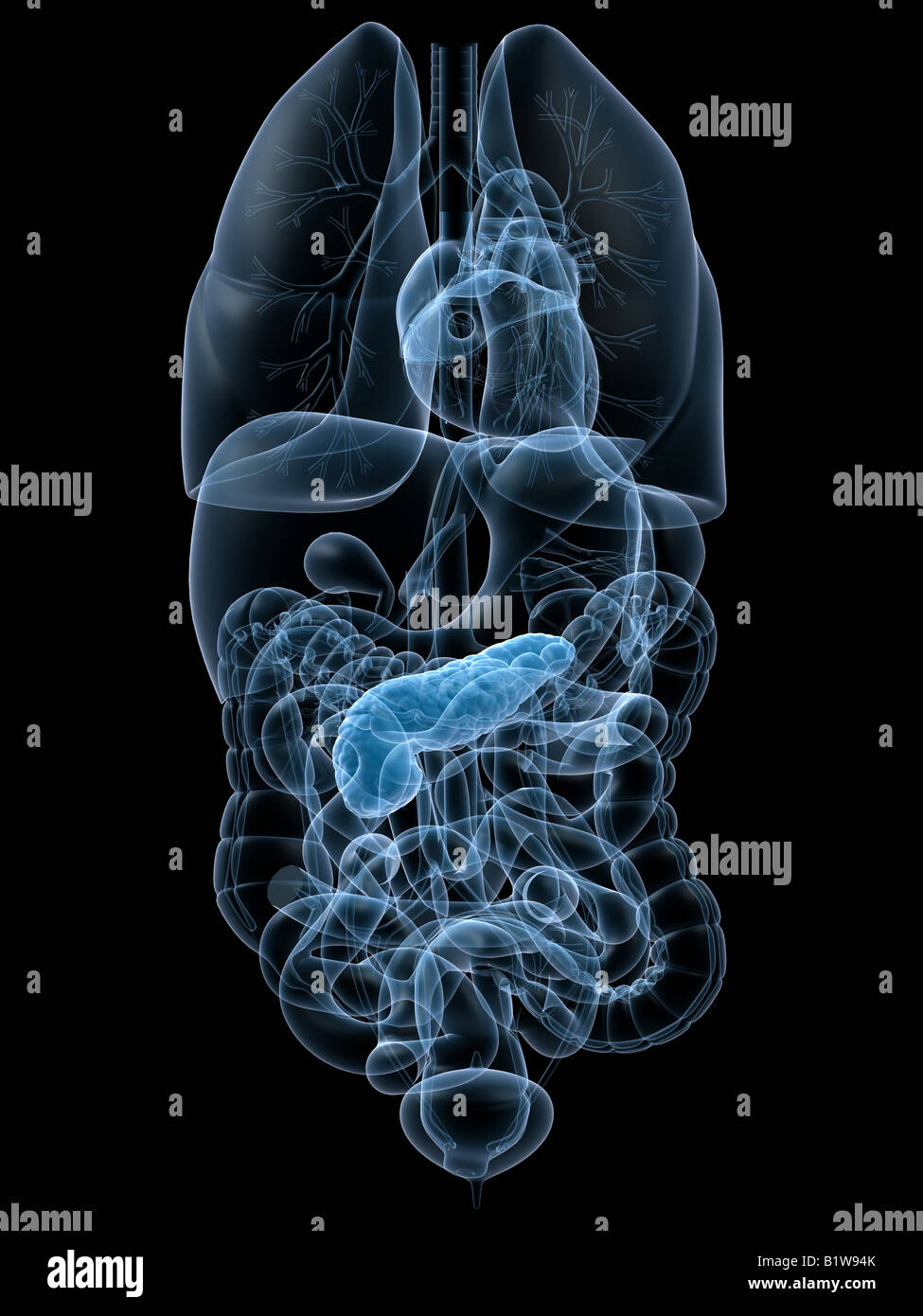human pancreas Stock Photo - Alamy