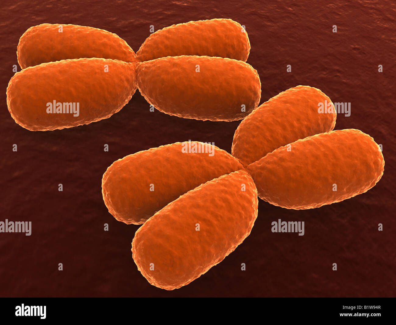 Human chromosome microscope hi-res stock photography and images - Alamy