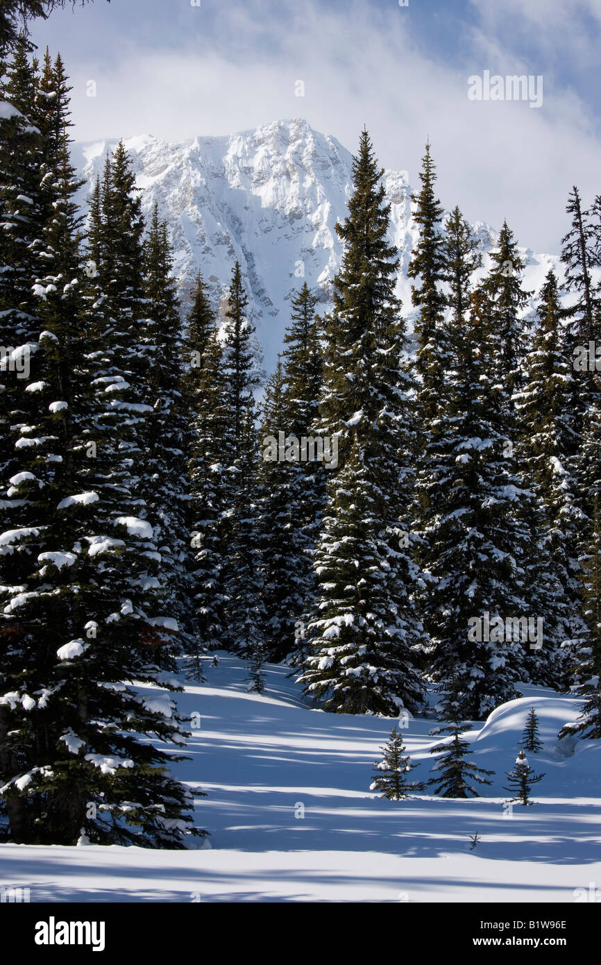 Canada Alberta Banff National Park Icefield parkway mountains viewed over pine trees Stock Photo
