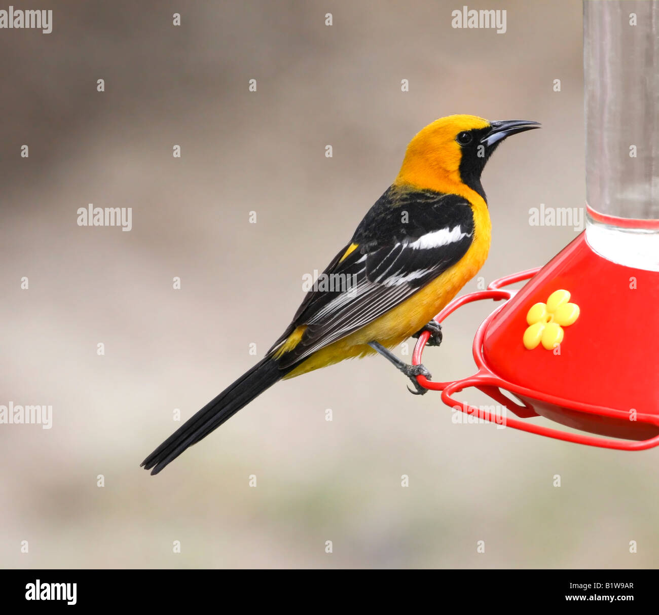 Colorful Male Hooded Oriole perched on a bird feeder Stock Photo Alamy