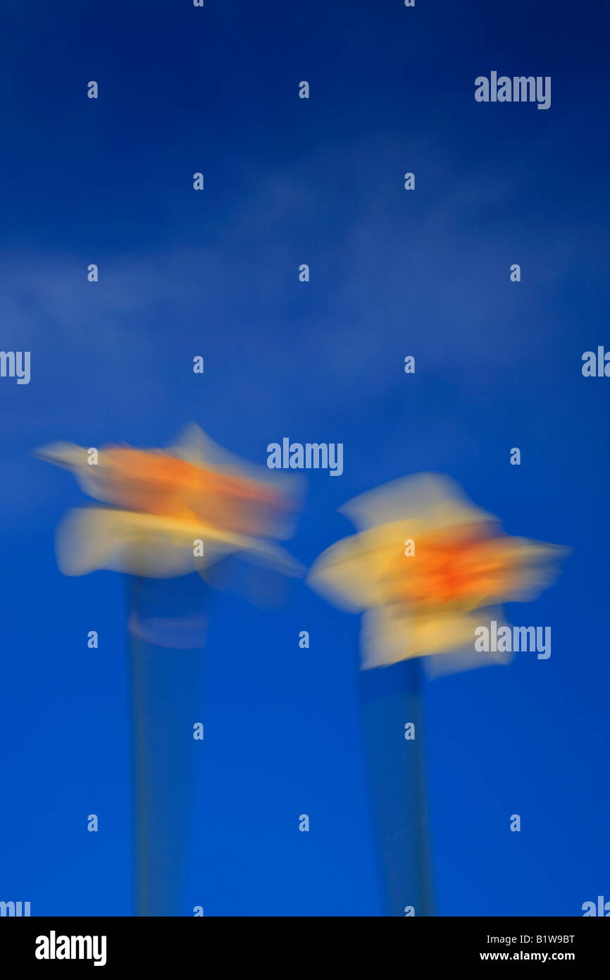 Blue spring flowers moving in hi-res stock photography and images - Alamy