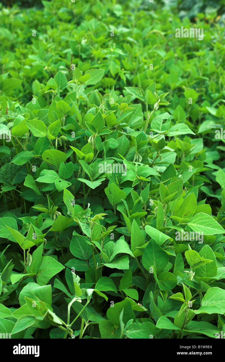 Close up of Legume crop Kenya Africa Sauphagom Stock Photo