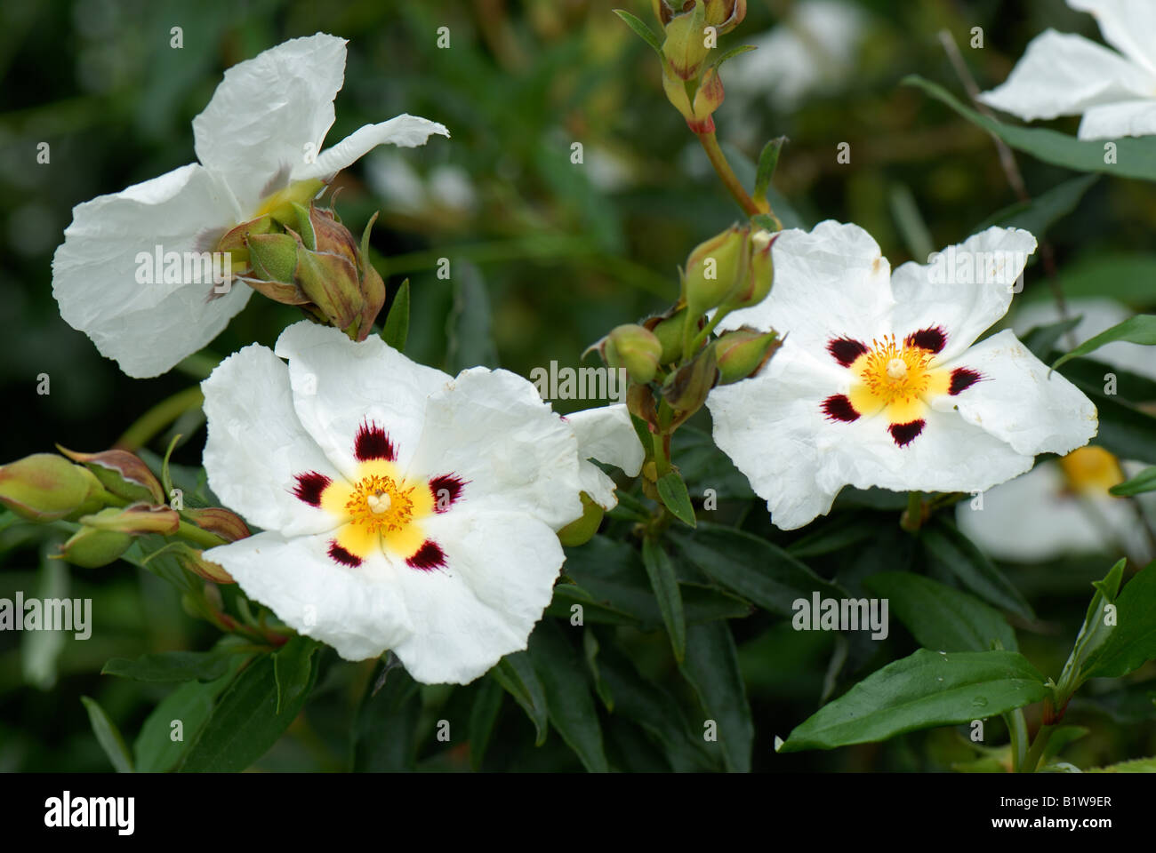Cistus x cyprius flowers on large garden shrub Stock Photo