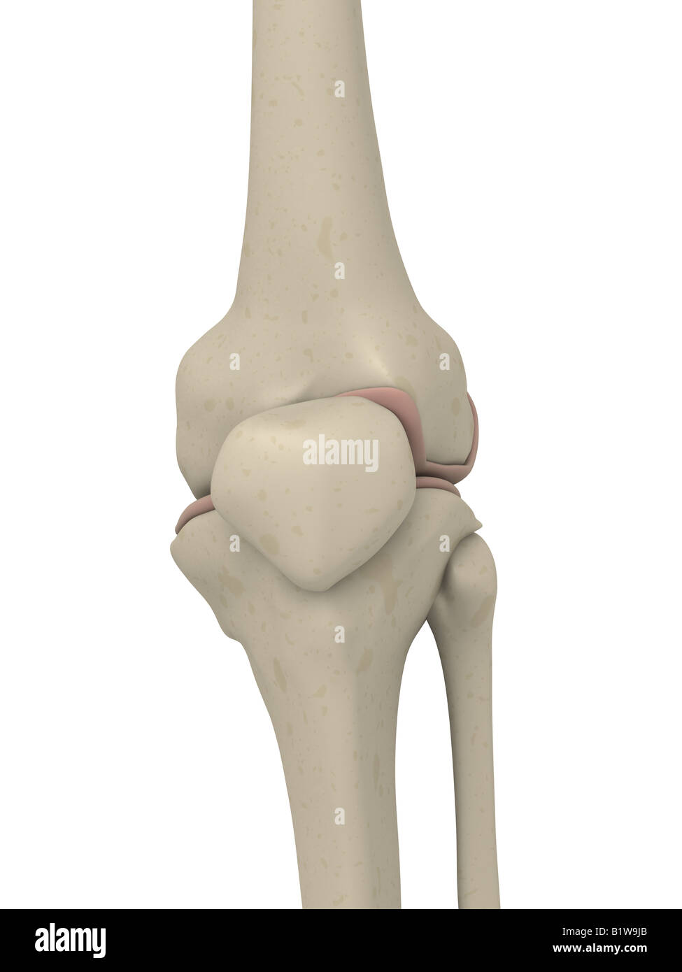 skeletal knee Stock Photo