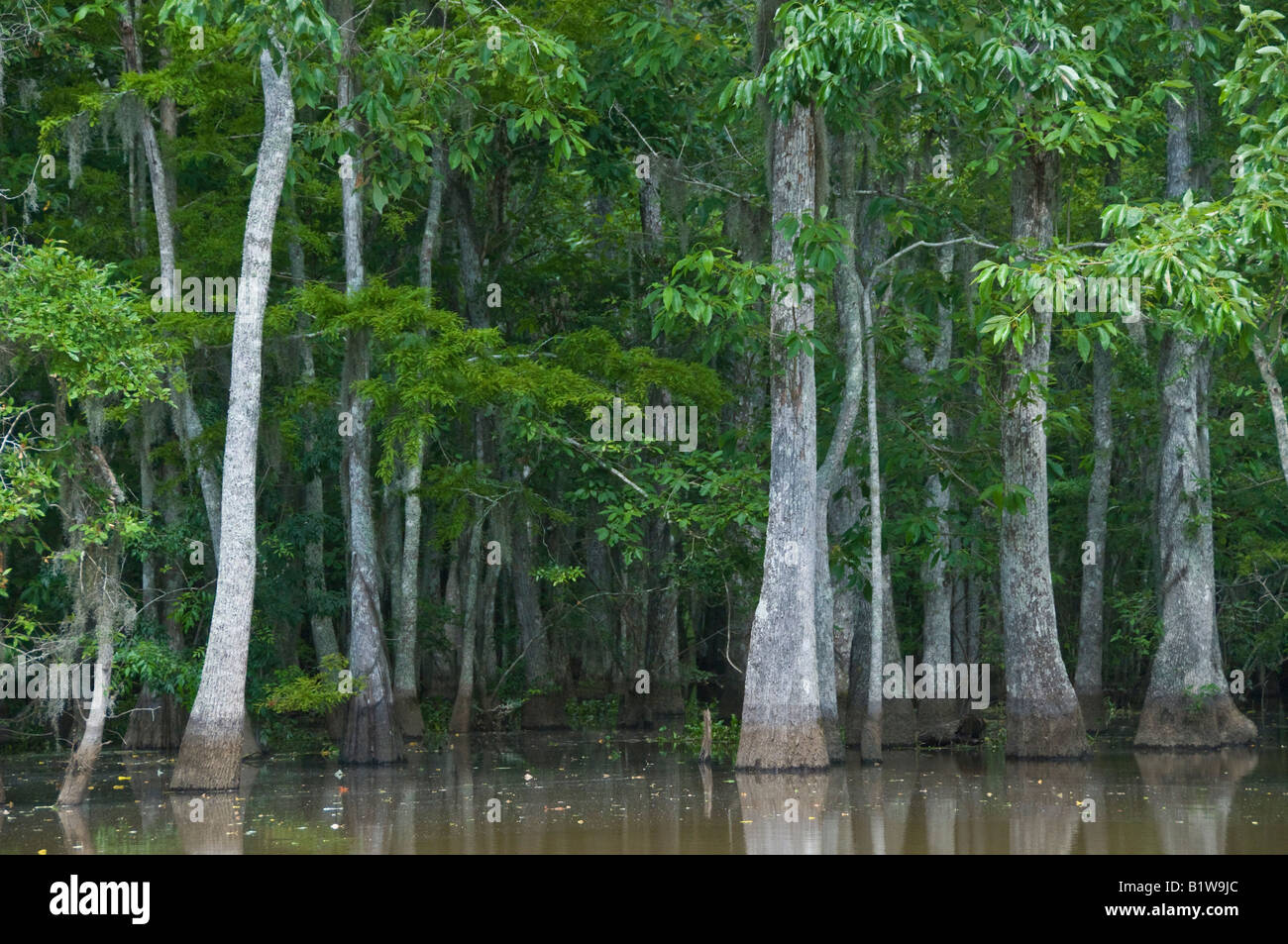 Honey Island Swamp, West Pearl River, Slidell, Saint Tammany Parish